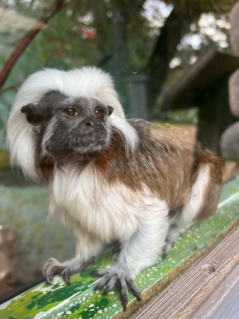 Animal Presentations That Teach And Surprise You