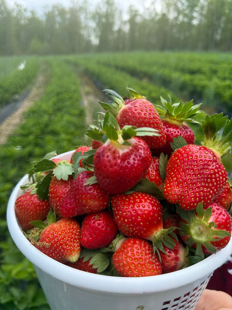 A Third-Generation Strawberry Legacy Growing Strong