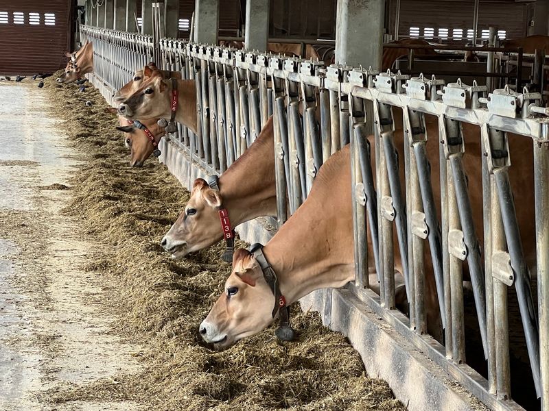 Meeting The All-Jersey Herd Face To Face