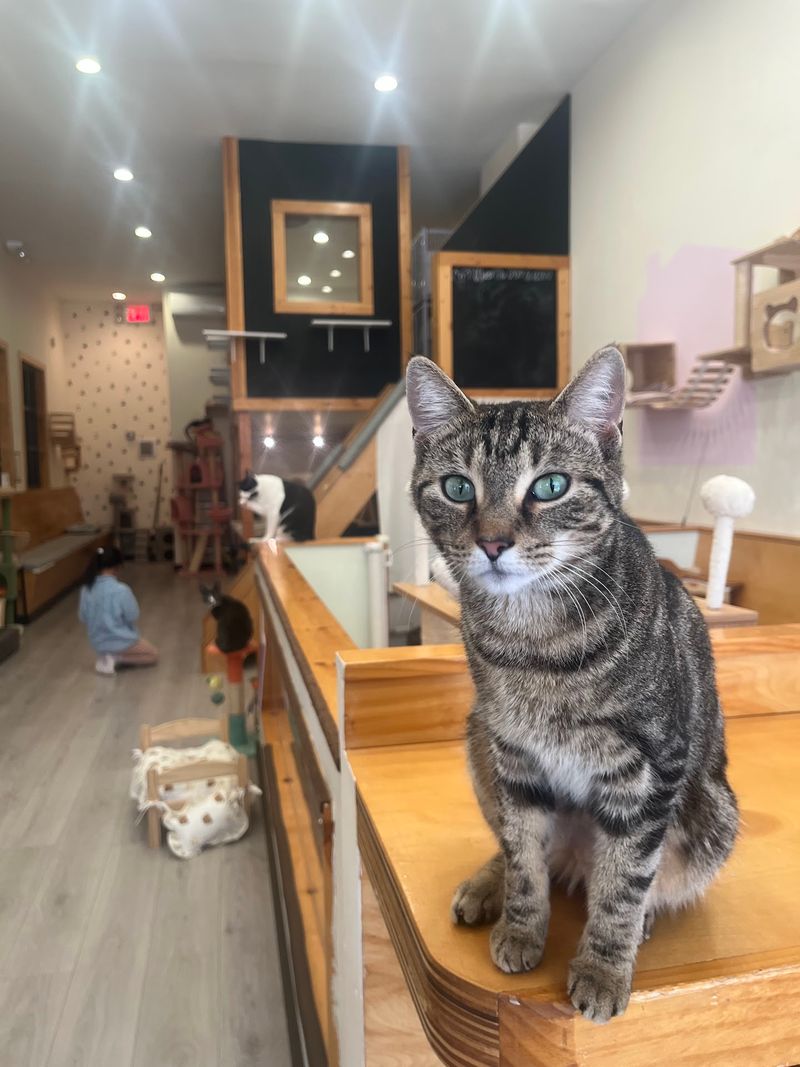 Espurresso Cat Cafe — 208-03 35th Ave, Bayside, NY 11361