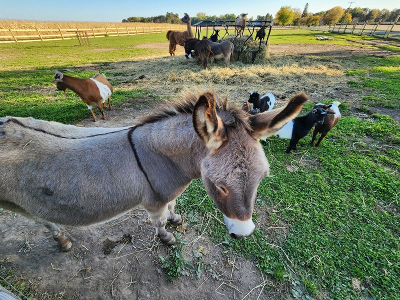 Barnyard Buddies Waiting To Say Hello