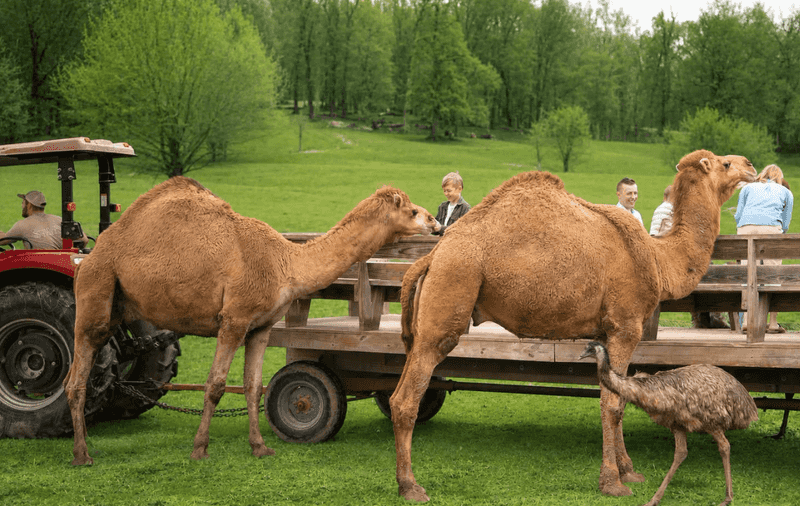 Guided Wagon Rides With A Storytelling Driver