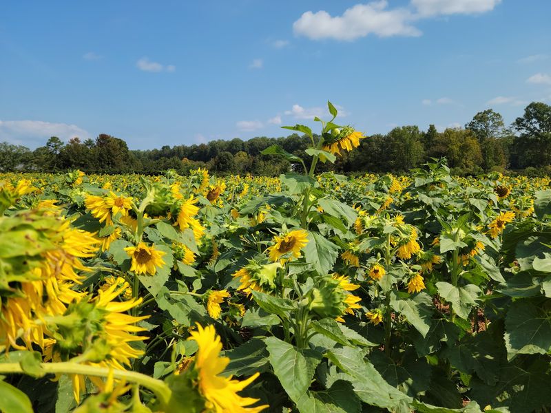 Rows Of Gold That Stretch Past The Fence Line