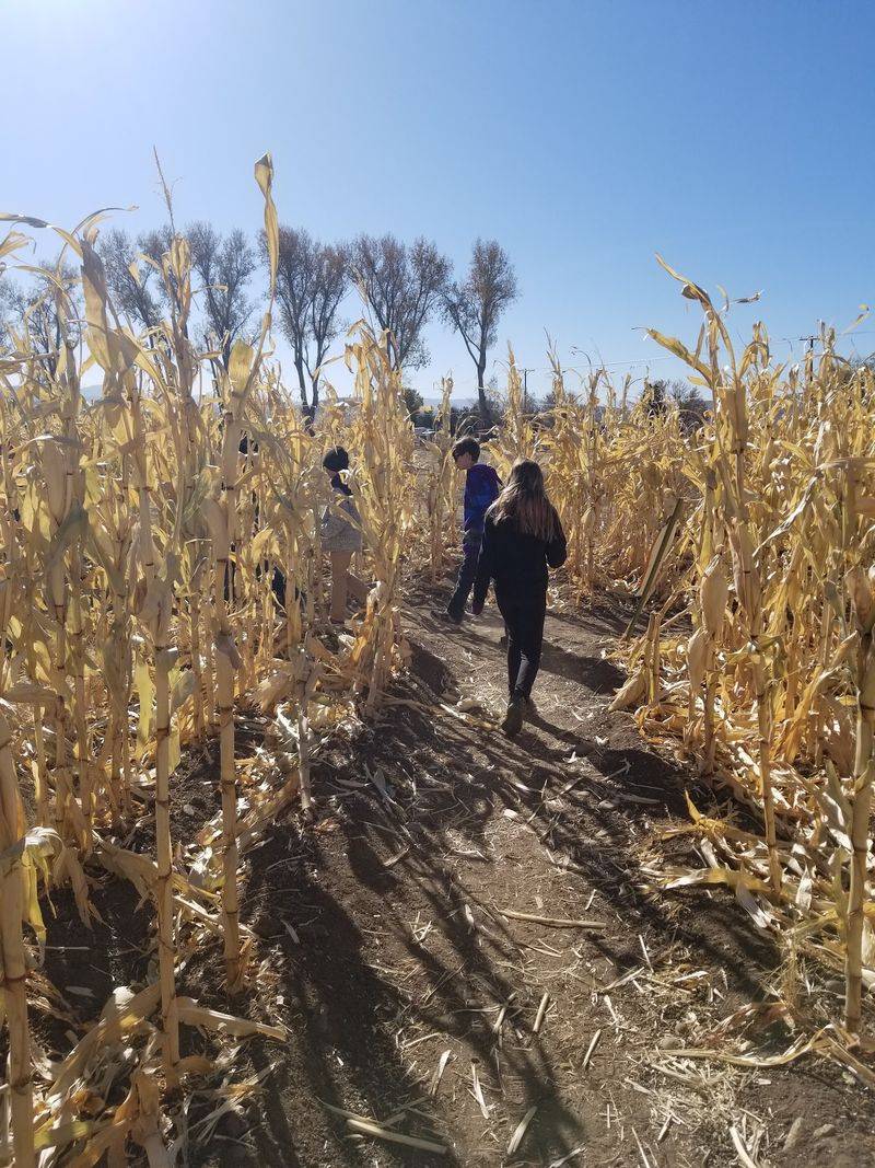 Getting Lost In The Corn Maze