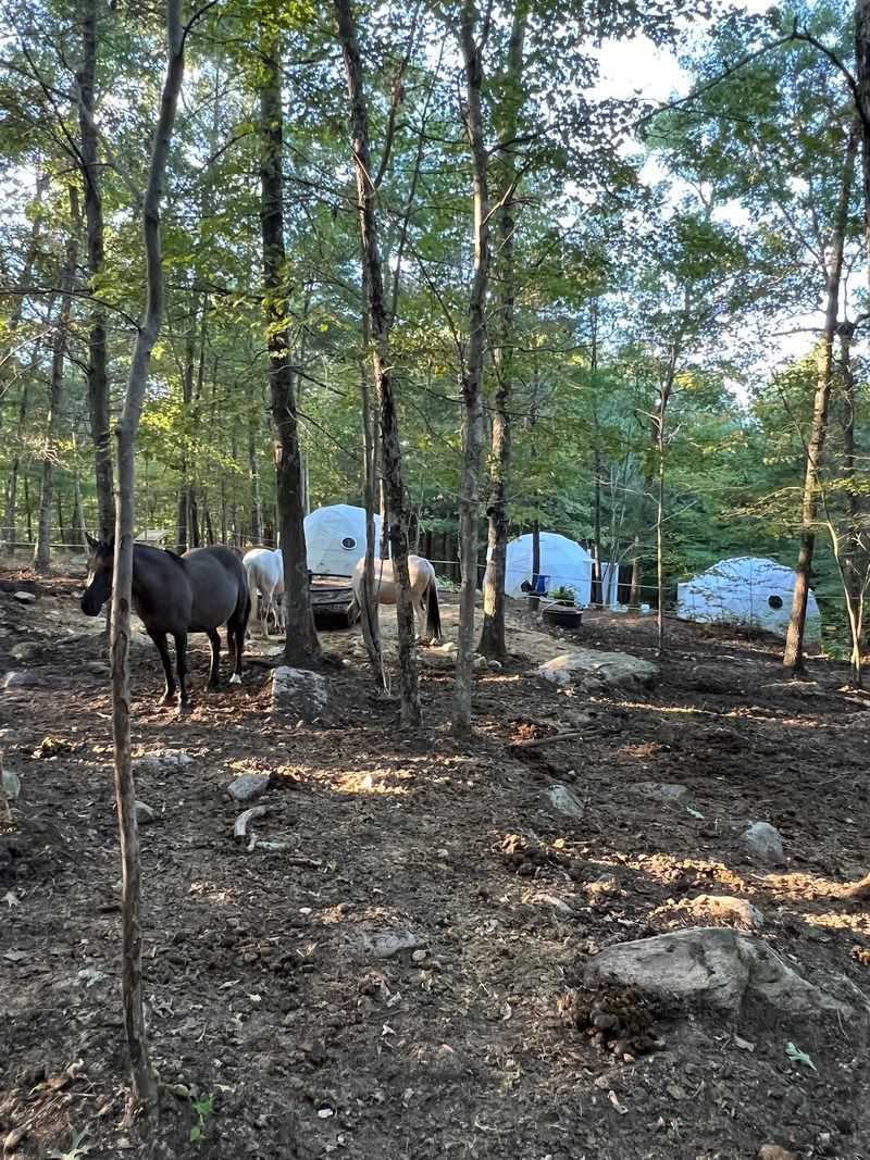 Where These Horses Actually Come From