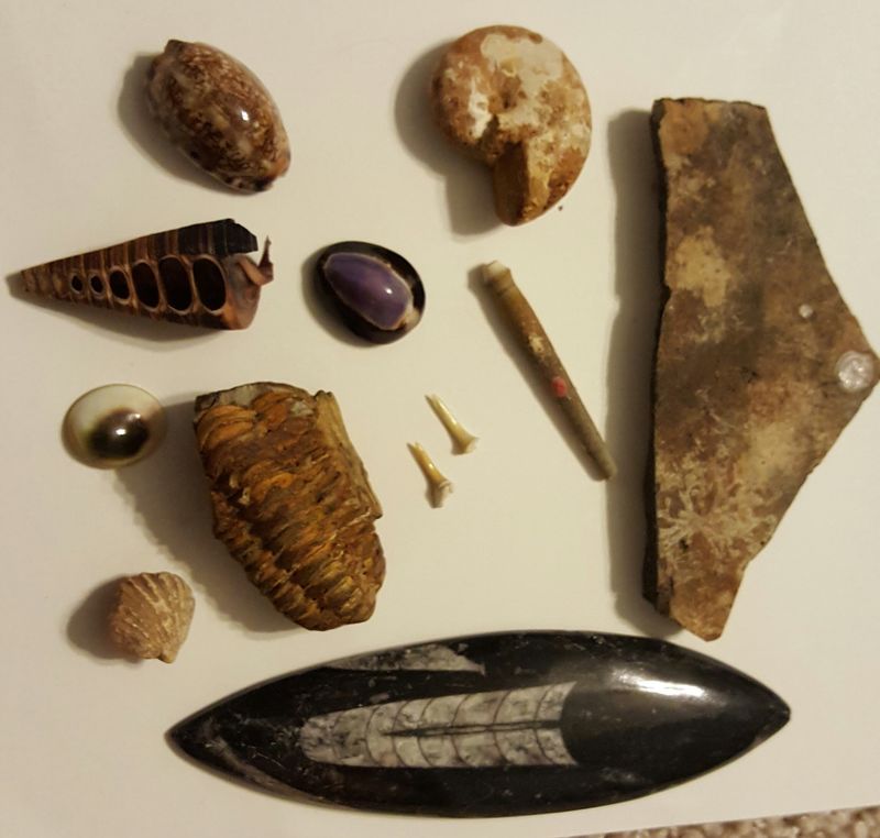 Fossils, Megalodon Teeth And Ancient Surprises