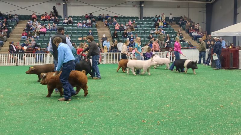 Livestock Shows and Agricultural Heritage On Display