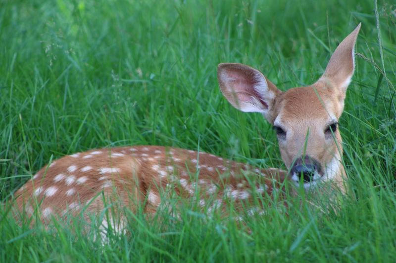Free-Roaming Deer And Goats You Can Actually Pet
