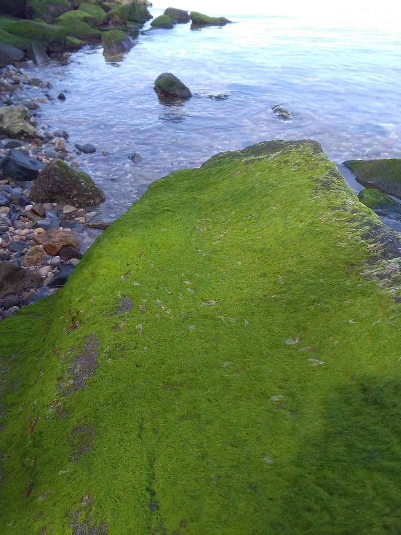 A Shoreline That Earns Its Mystery