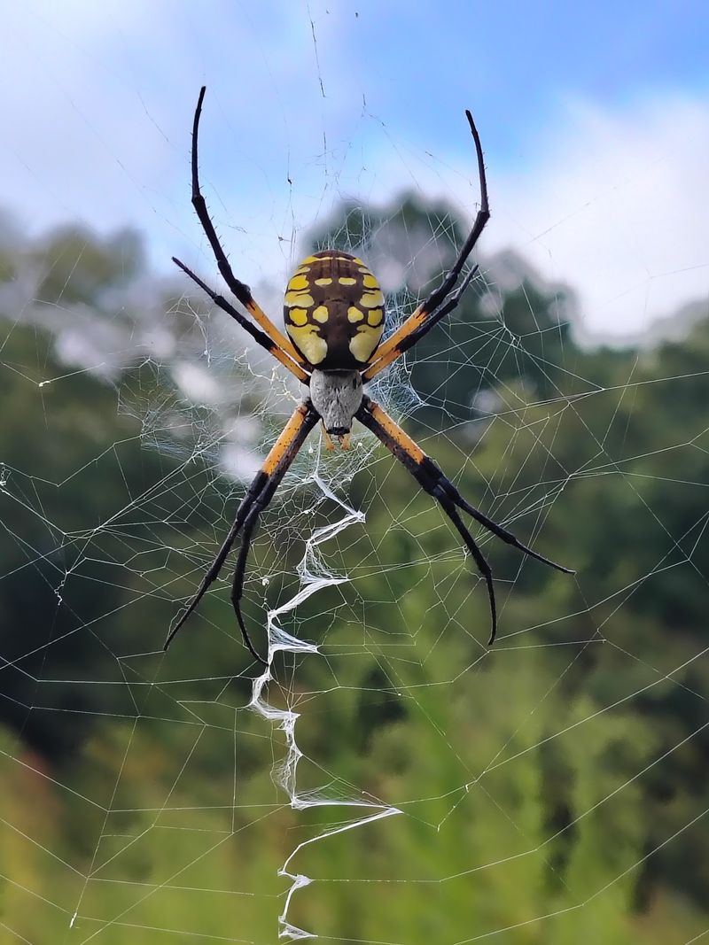 Local Flora And Fauna To Spot Around The Mountain Lodge