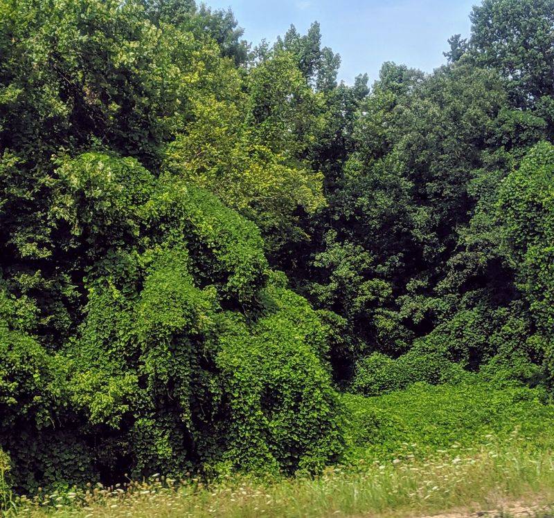 A Green Corridor Most Drivers Never Find