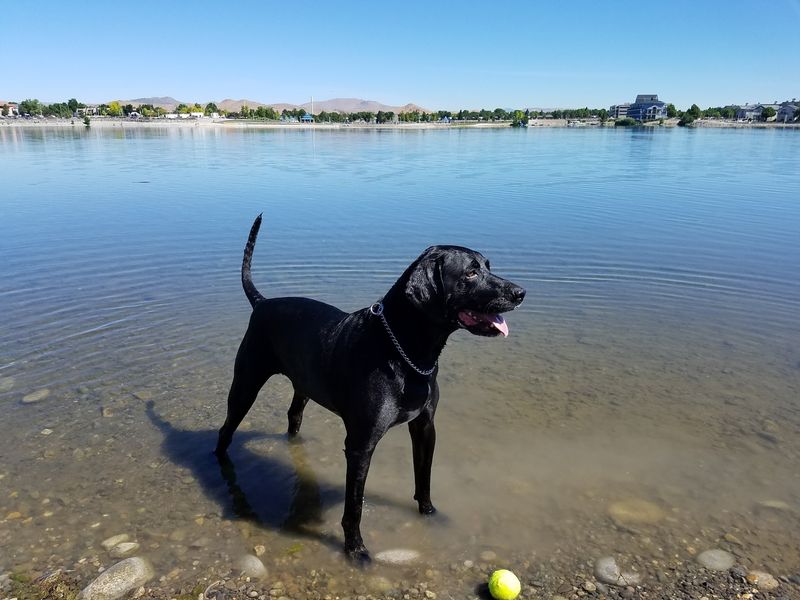 A Dog Park That Actually Delivers