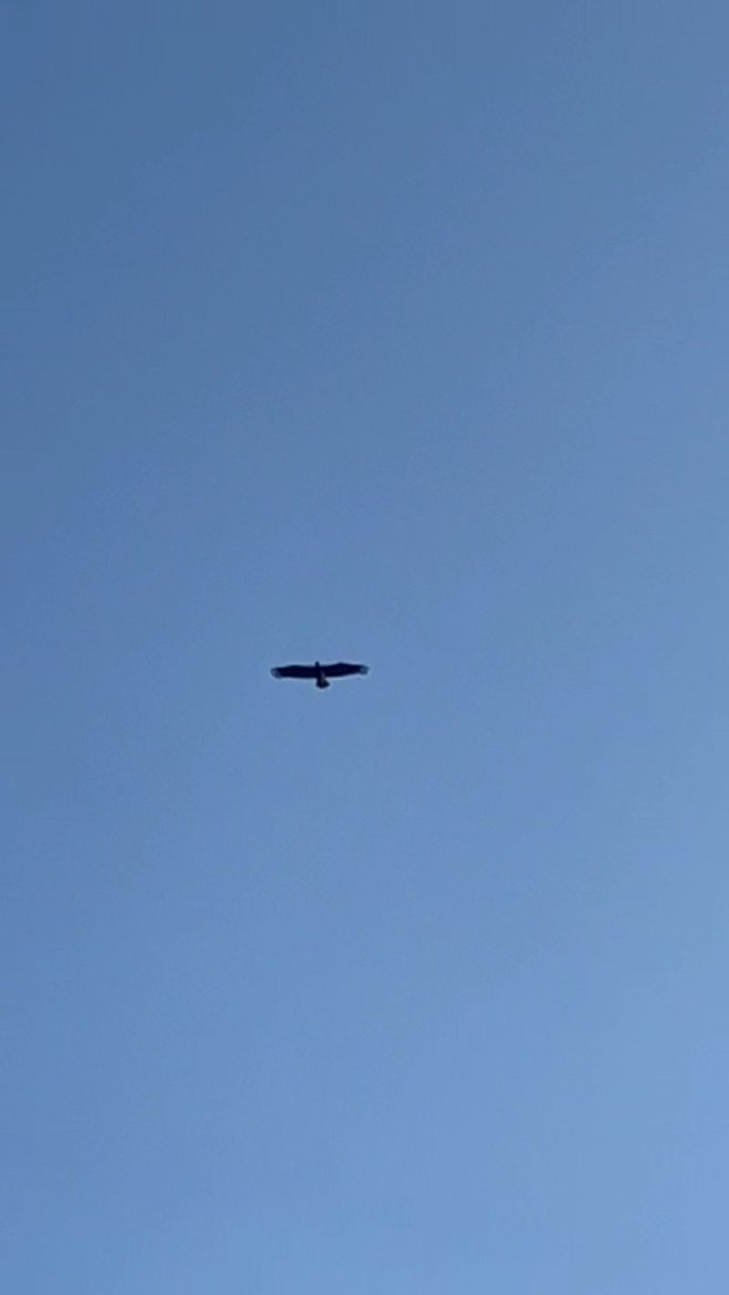 Eagles Soaring Below Your Feet