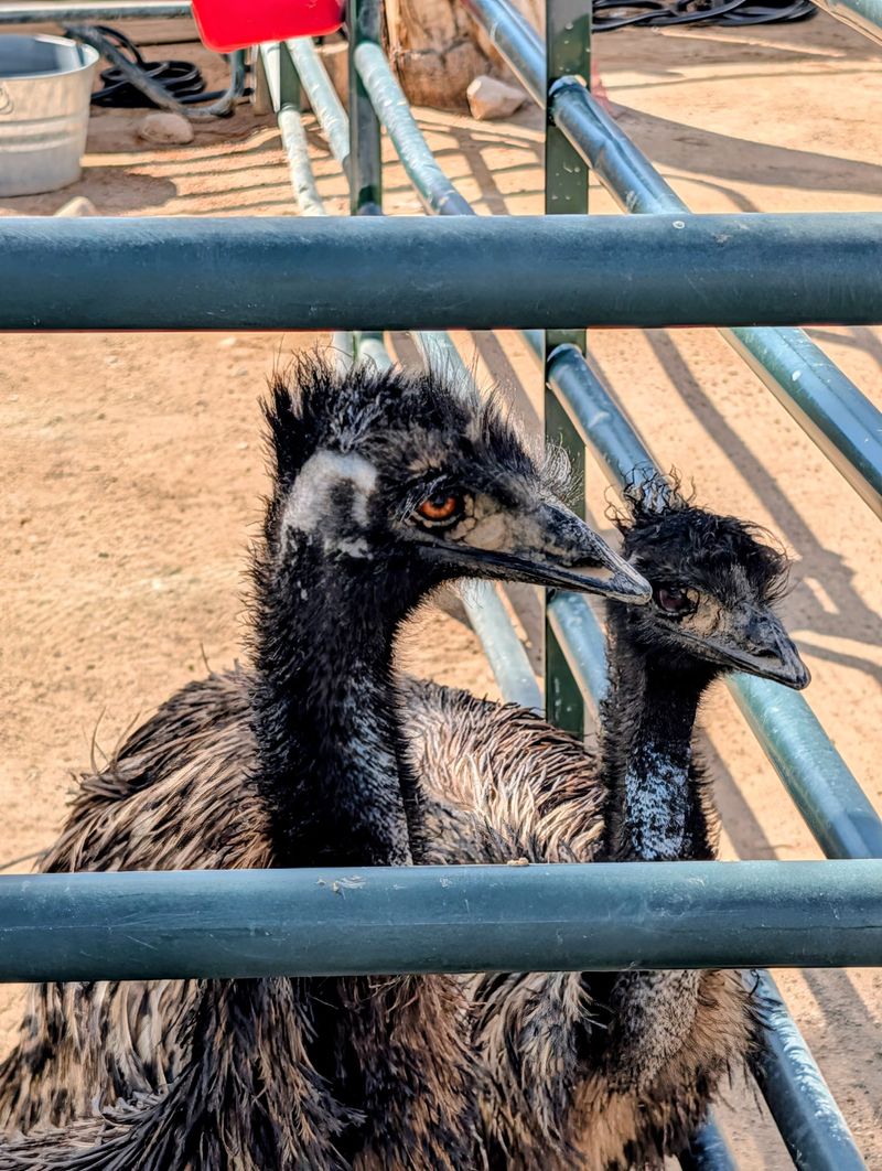 Emus, Ostriches And Other Feathered Troublemakers