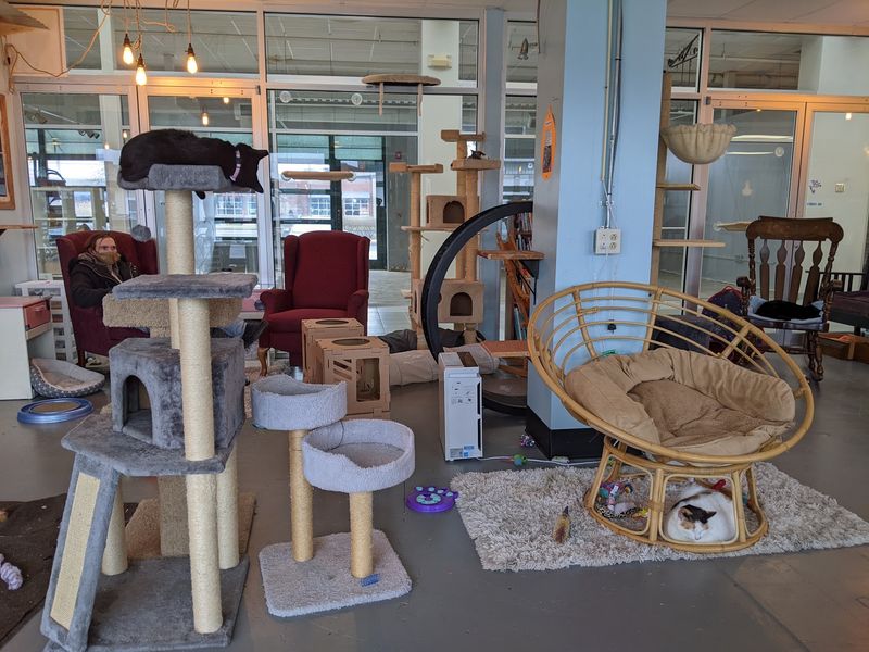 Pawsitivitea CNY Cafe and Cat Lounge — 2100 Park St, Syracuse, NY 13208