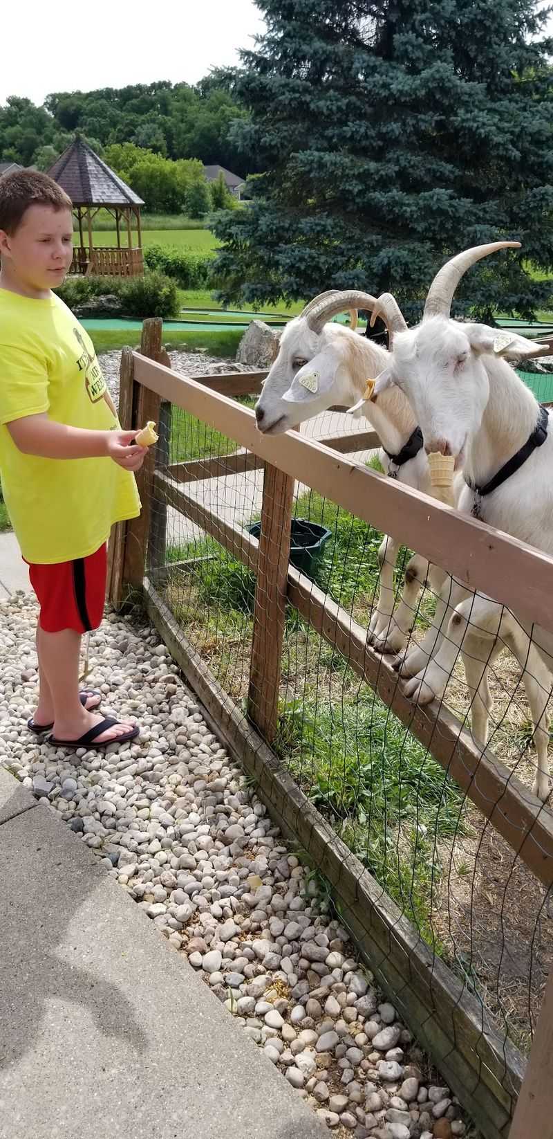 Goats Who Take Their Golf Watching Seriously