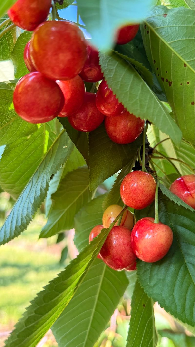 A Full Season Of Fruit To Explore
