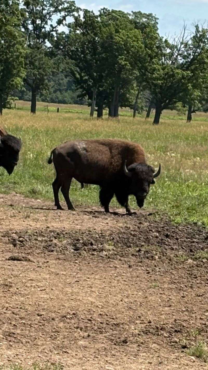 Fresh Bison Products You Can Take Home From The Ranch