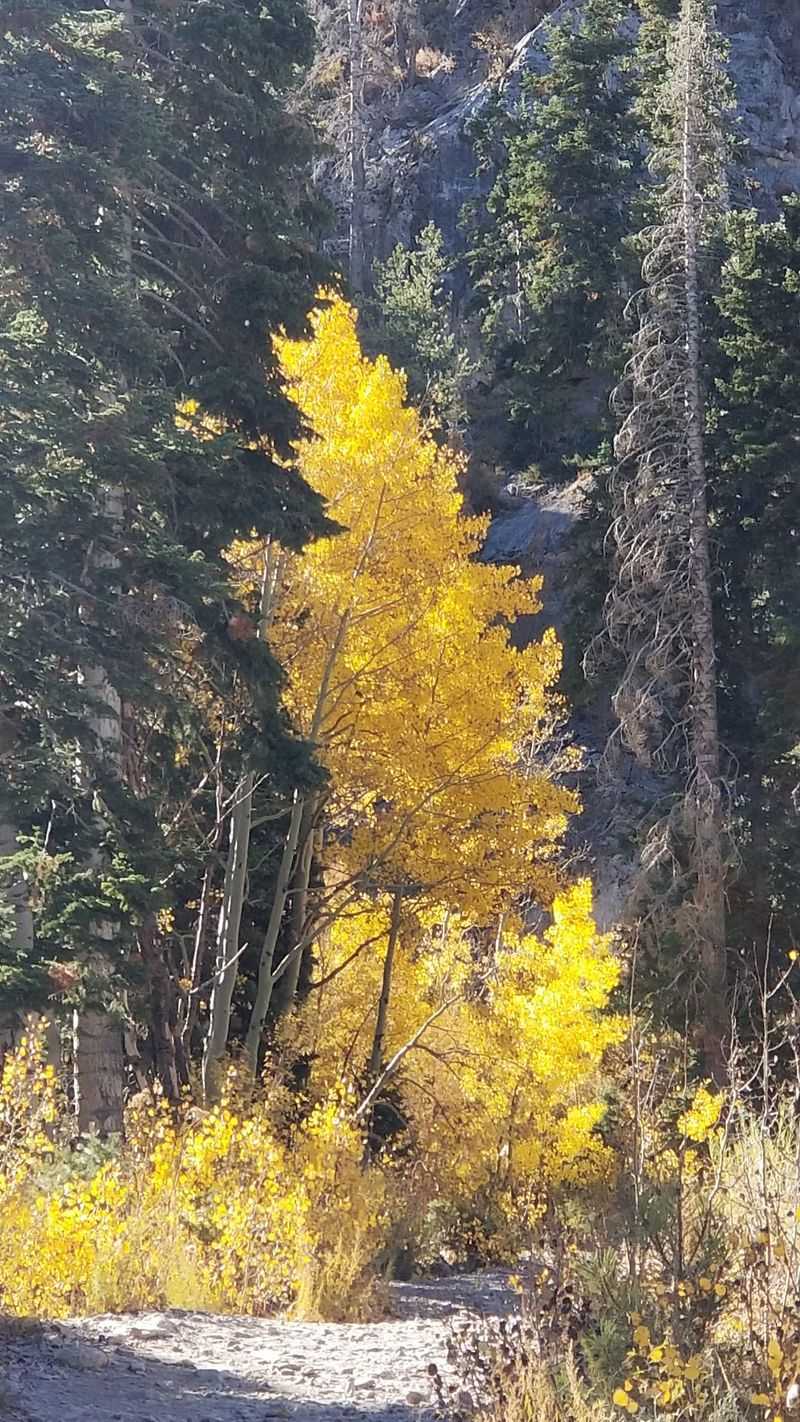 Timing Your Trip For Peak Color