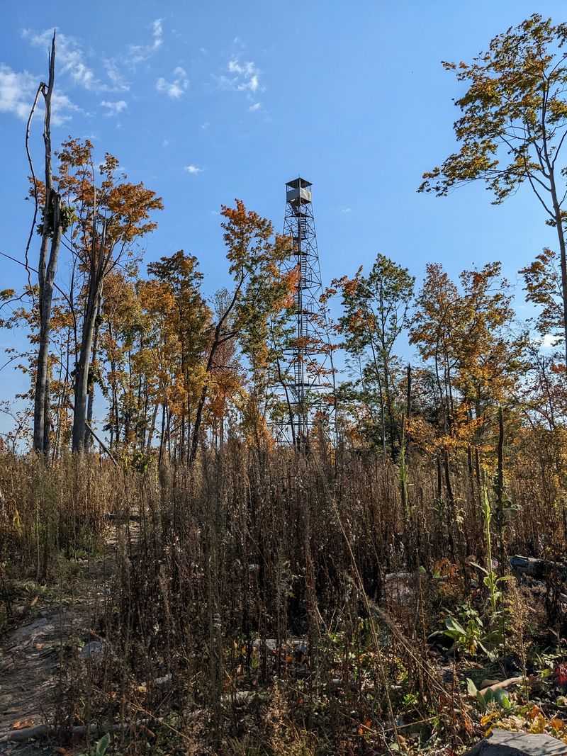 A Piece Of Forest History Still Standing