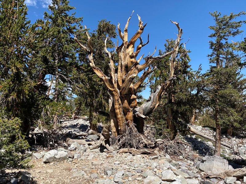 Ancient Bristlecone Pines That Have Outlived Empires
