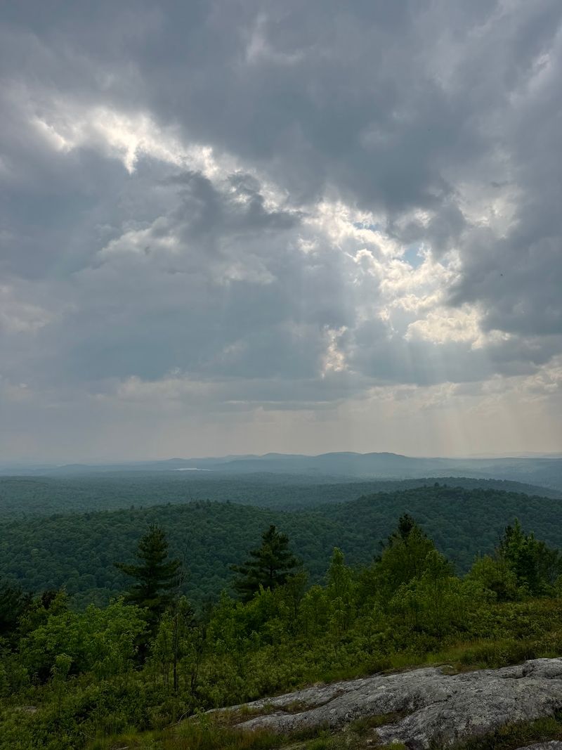 Wild Walk Lifts You Into The Treetops