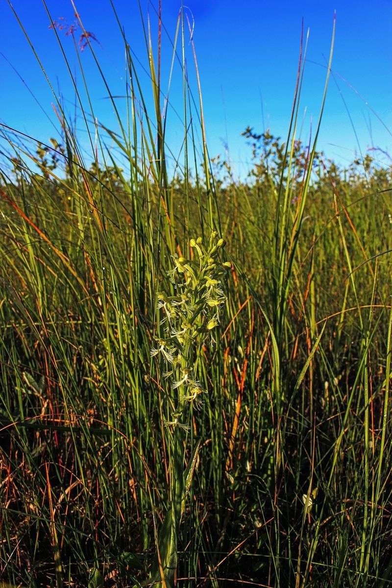 Where The Wild Rice Actually Grows