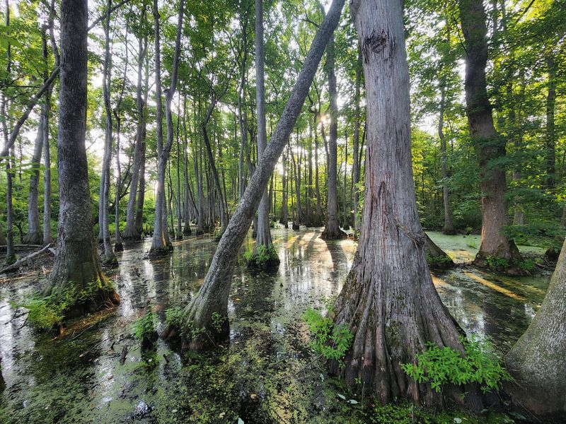 Cypress Swamp 