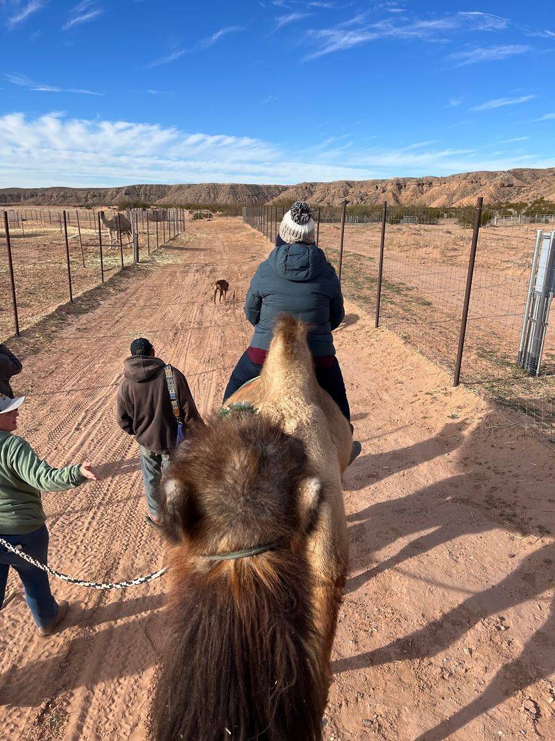 Riding High On A Desert Trek