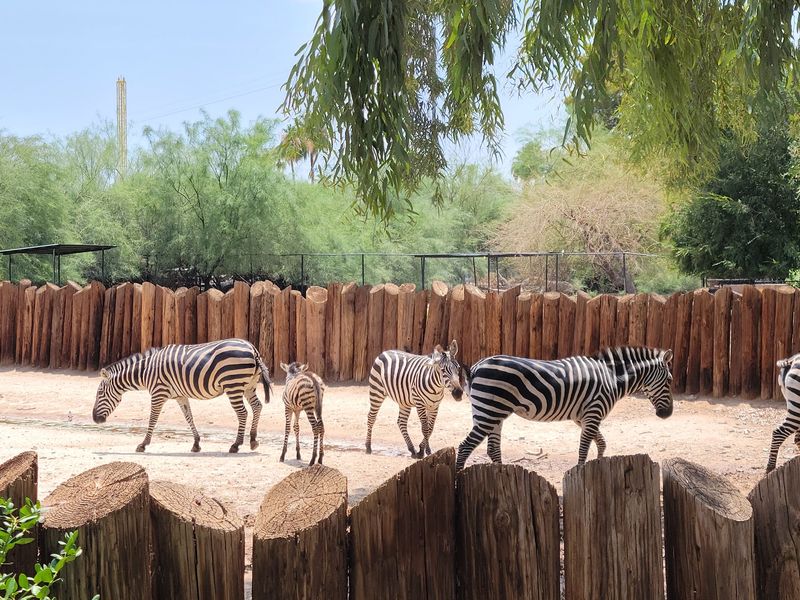Arizona's Largest Animal Collection