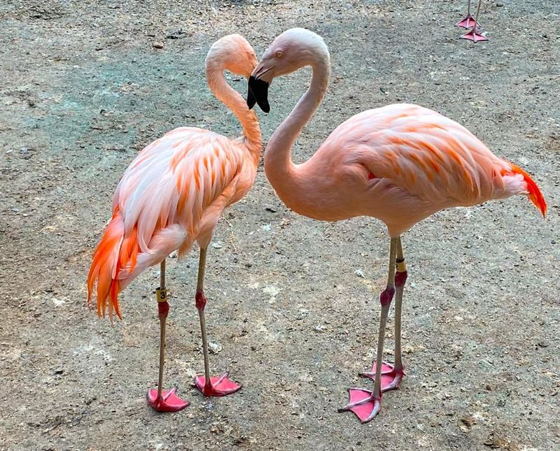 A Compact Wildlife Haven With Serious Charm