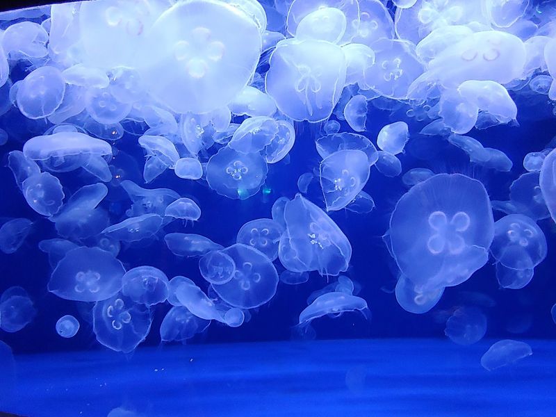 Atmospheric Lighting Effects Enhancing Marine Life