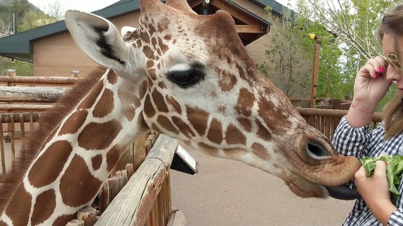 Giraffes Eat From Your Hand