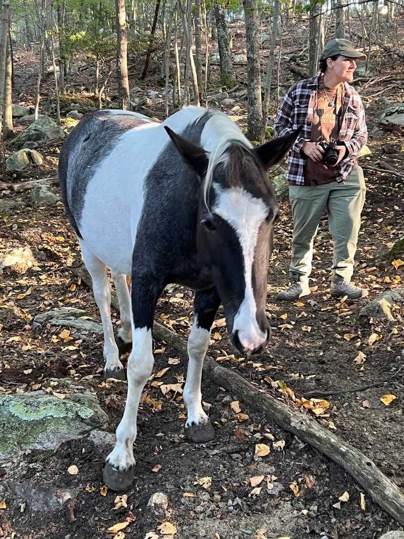 Meeting Twenty-Six Mustangs In Their Own Backyard