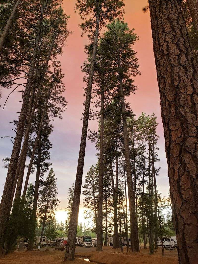 Pines That Do The Heavy Lifting
