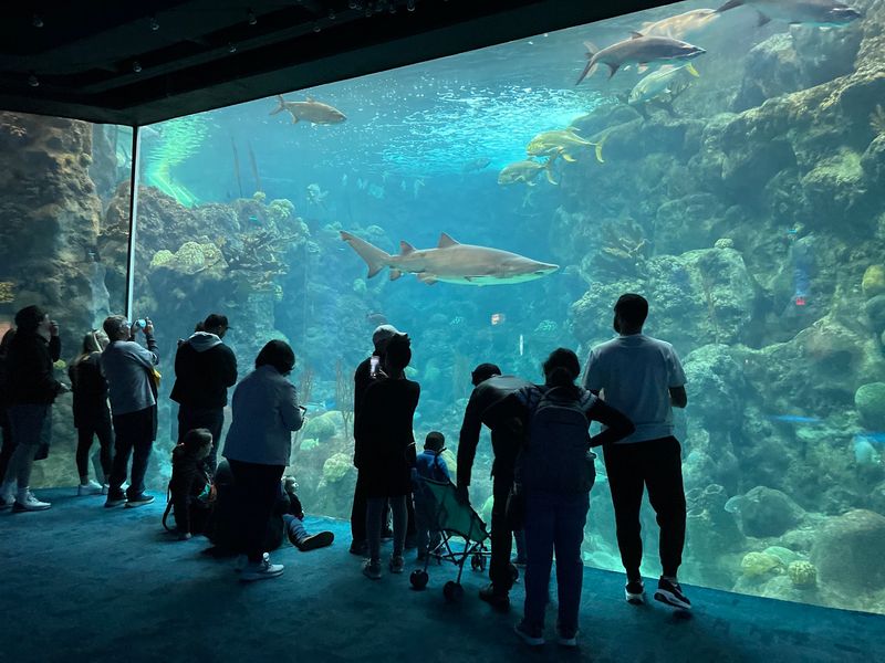 Diverse Marine Species And Their Habitats