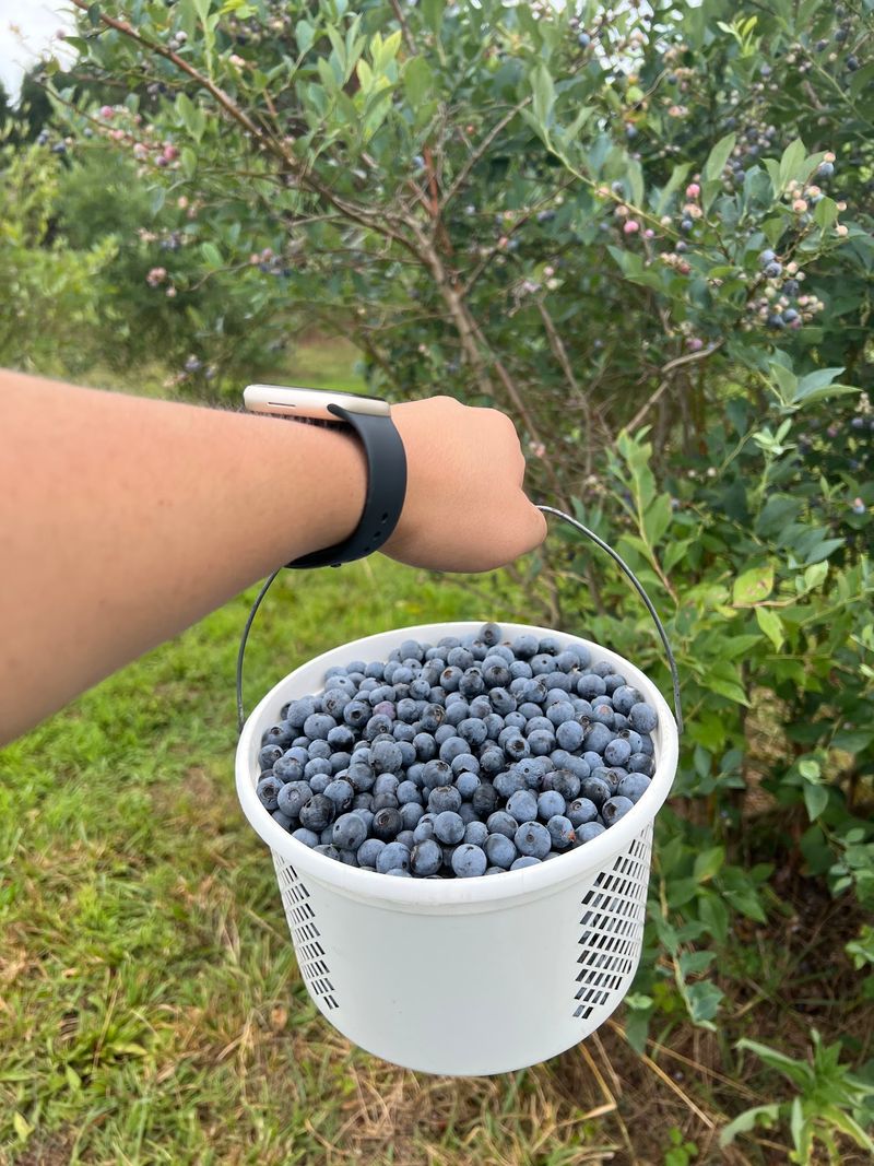 Affordable Picking Rates In Georgia