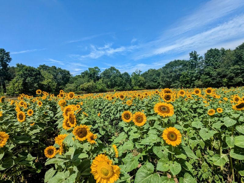 Varieties And Bloom Seasons