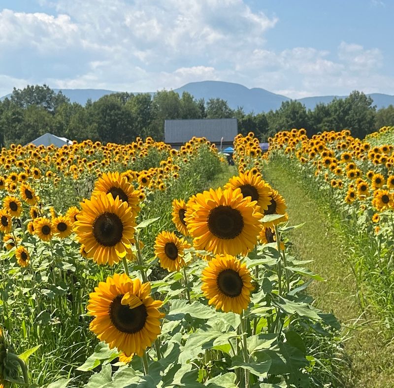 A Farm That Turns A Mountain Valley Into Pure Magic