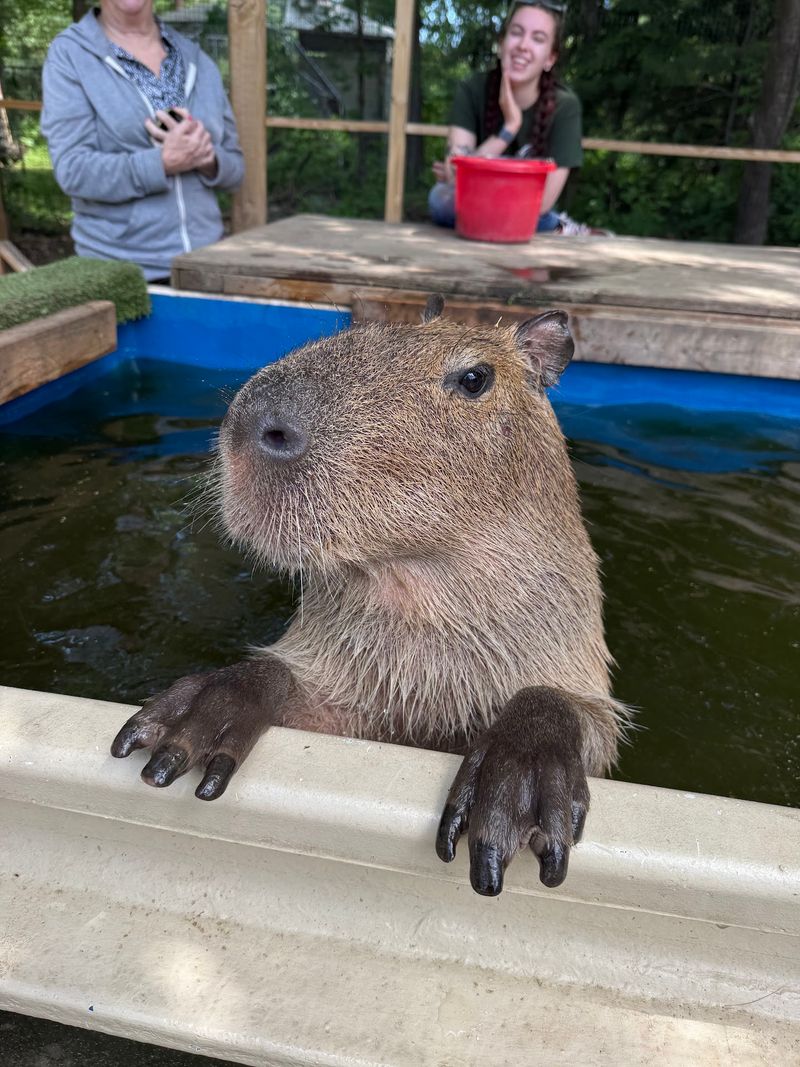 Hazel The Capybara Will Steal Your Heart
