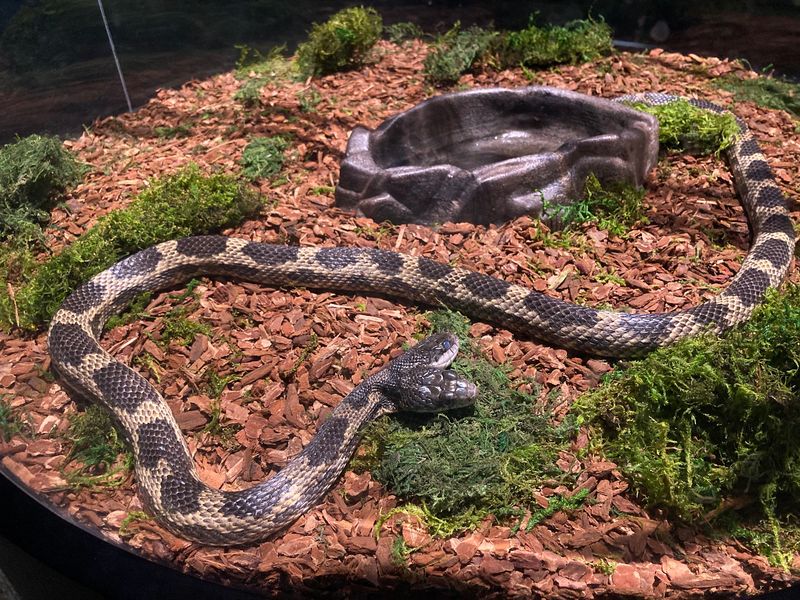Unusual Specimens And Their Origins