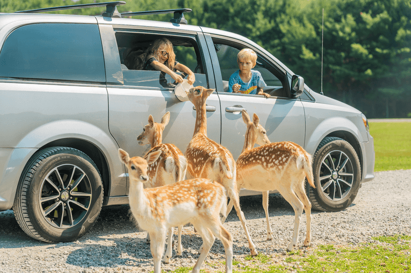 Your Car Becomes A Front Row Seat To The Safari