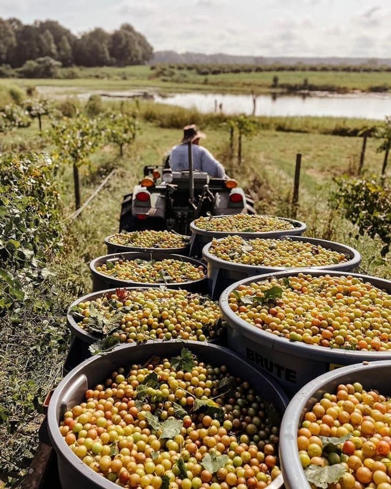 Seasonal Timing For Muscadine Harvesting