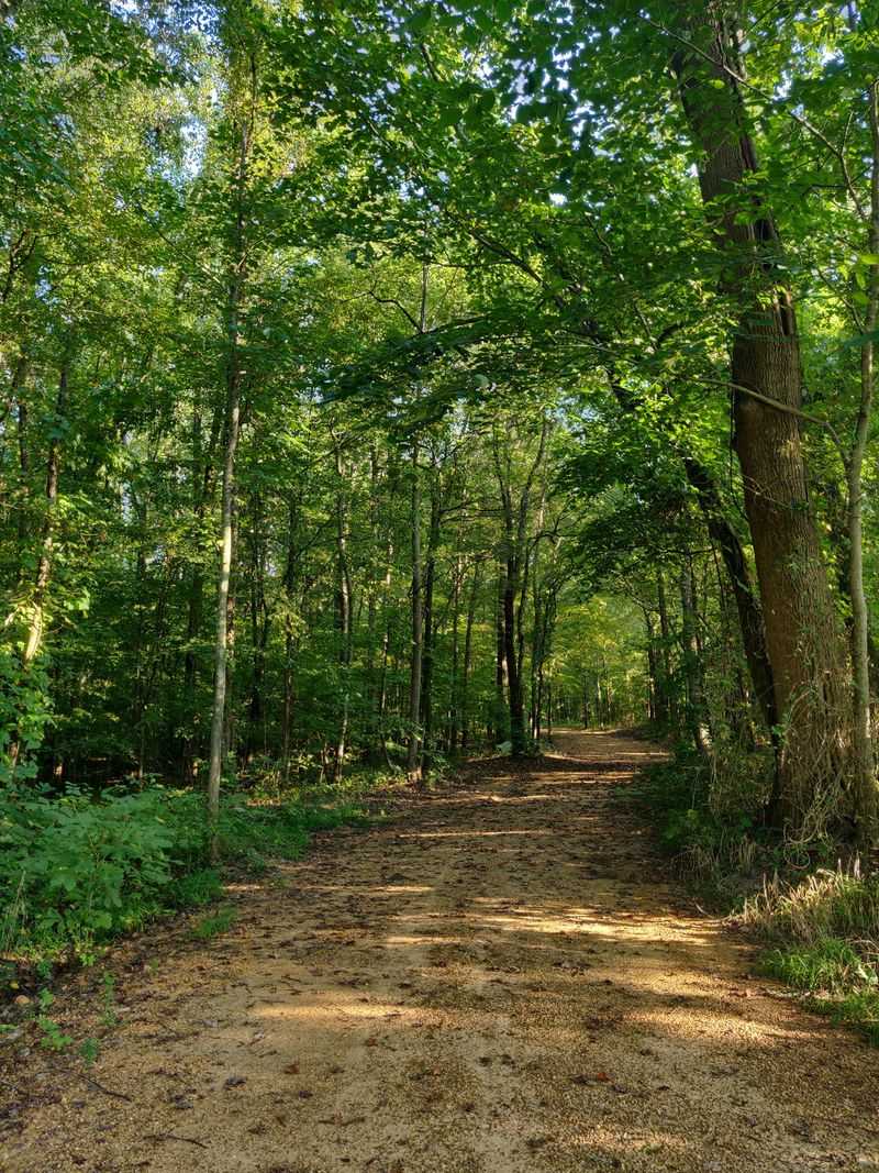 A Woodland Sanctuary With A Second Job