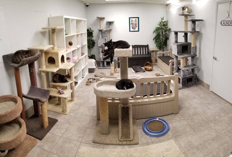 A Cage-Free Setup That Lets Cats Be Cats