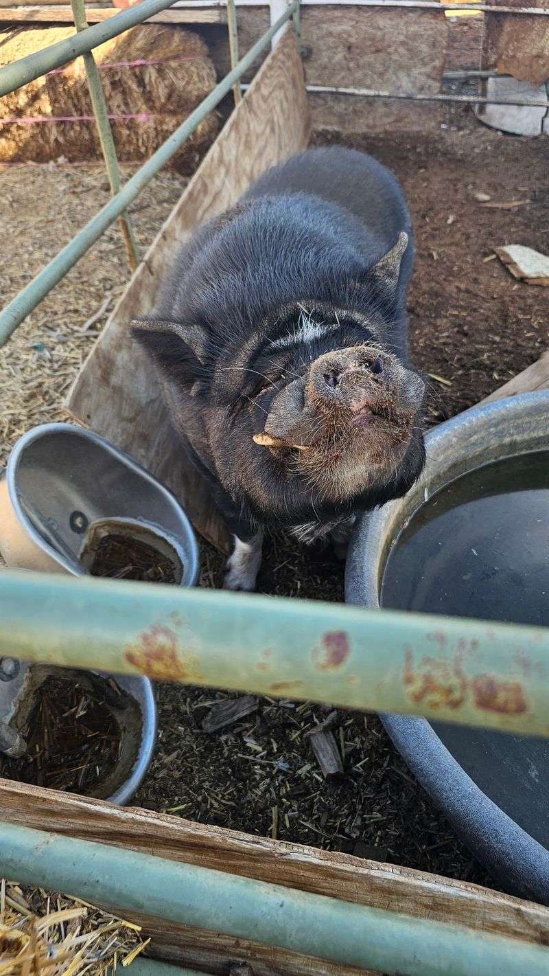 Meet The Pigs Who Rule The Yard