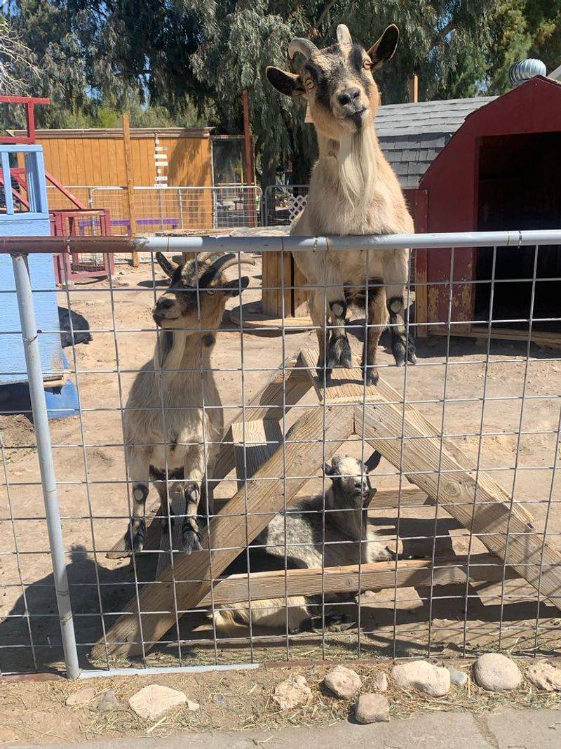 Goats That Greet You Like Old Friends