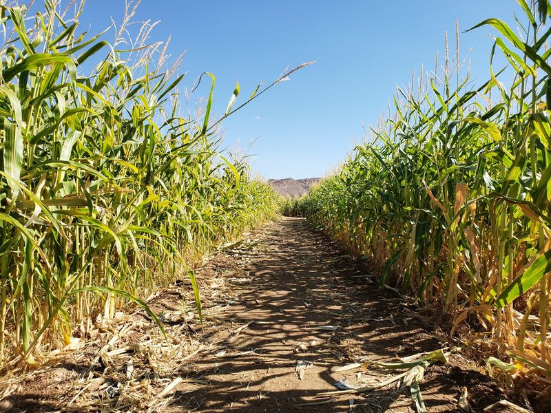 A Farm Idea That Grew Into A Fall Institution
