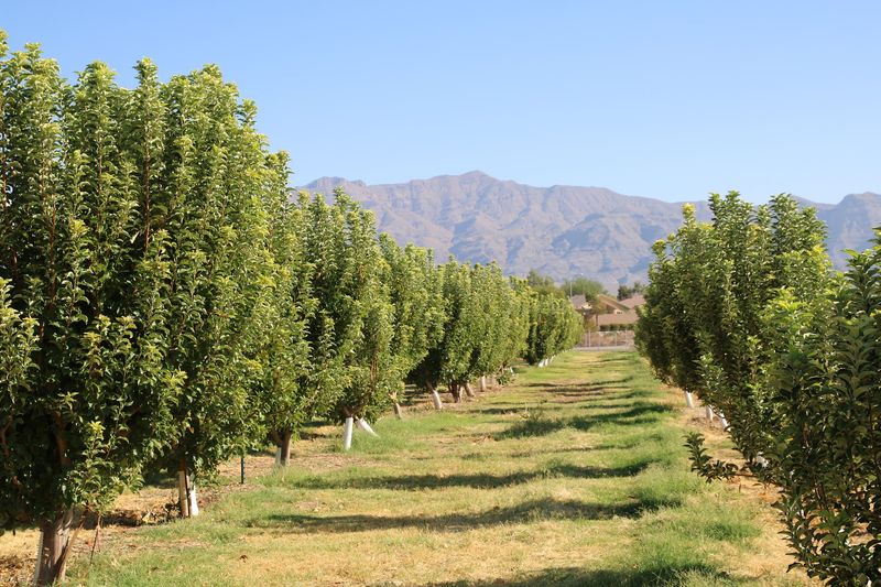 A Farming Dream That Took Root In 1920