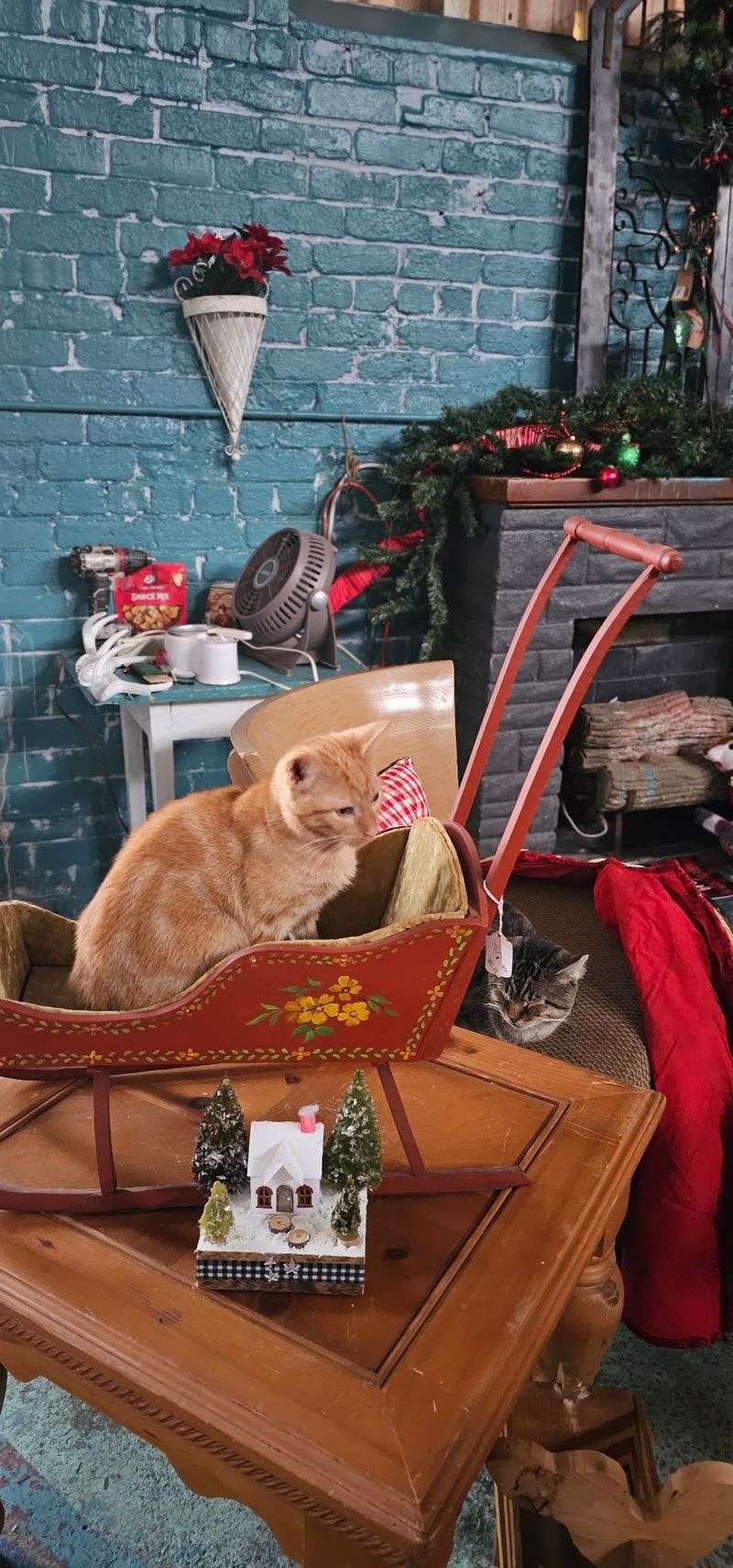 Cats Roam Every Aisle